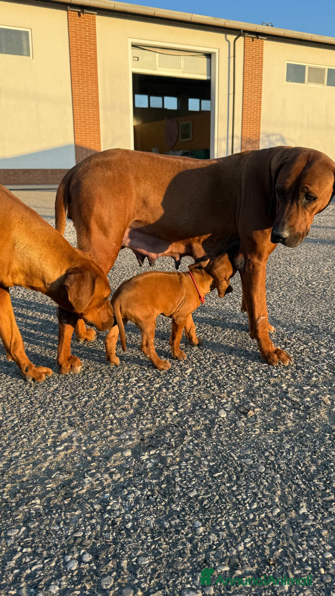 Rhodesian Ridgeback cani in vendita: Cuccioli di Rhodesian Ridgeback  - Annuncio 2