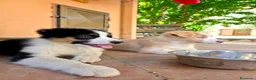 Australian Shepherd cani in vendita: cuccioli di pastore Australiano con pedigree ENCI - Annuncio 2
