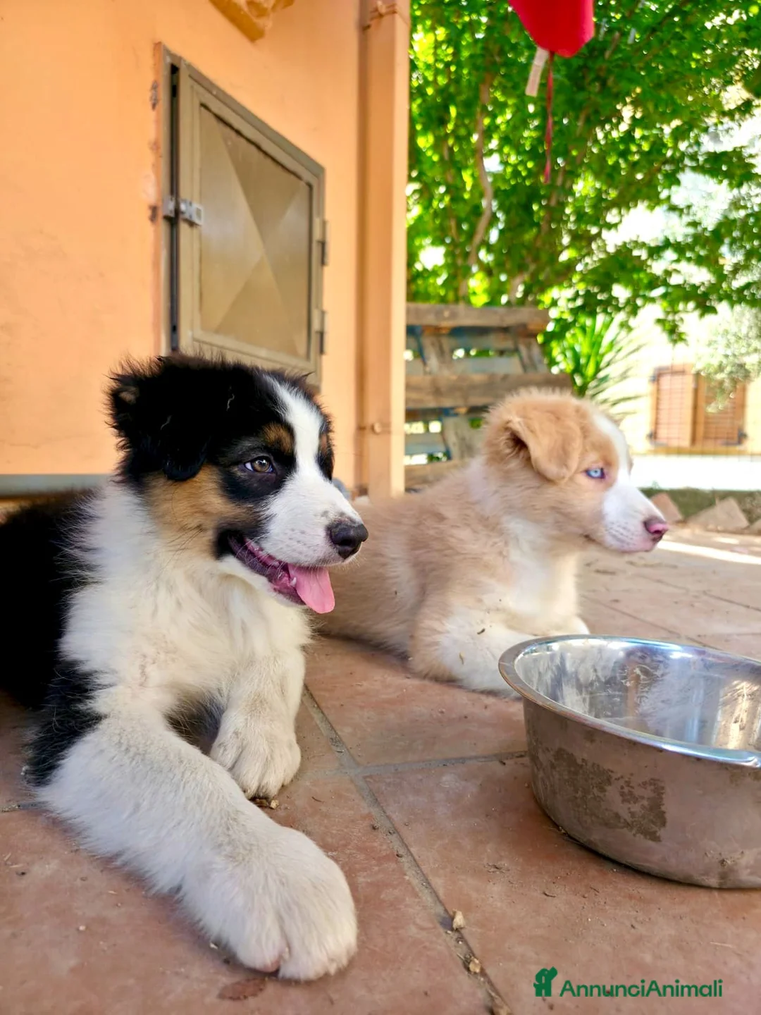 Australian Shepherd cani in vendita: cuccioli di pastore Australiano con pedigree ENCI - Annuncio 2