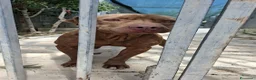 Pitbull cani in regalo: ADOZ.DEL💔:cieco, dolce, solo e maltrattato!!! a Provincia di Novara - Annuncio 3