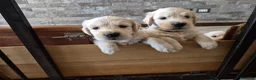 Golden Retriever cani in vendita: Cuccioli golden retriever linea inglese pedigree - Annuncio 7