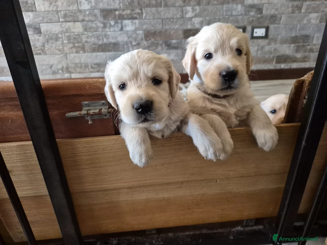Golden Retriever cani in vendita: Cuccioli golden retriever linea inglese pedigree - Annuncio 7