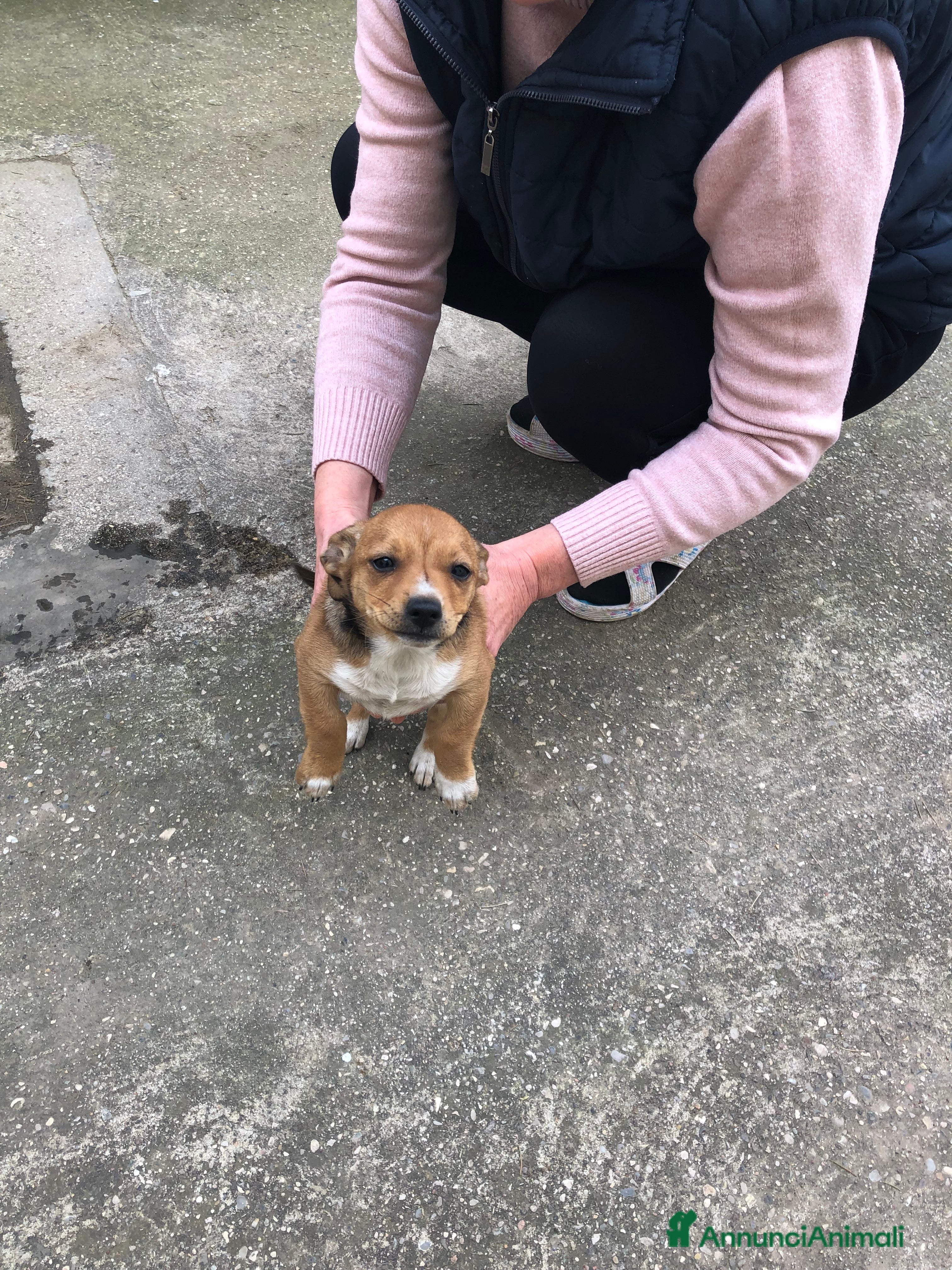 Meticcio cani Cucciola Biba - Annuncio 20