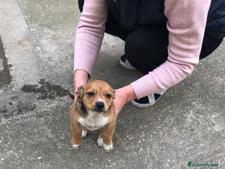 Meticcio cani Cucciola Biba - Annuncio 20