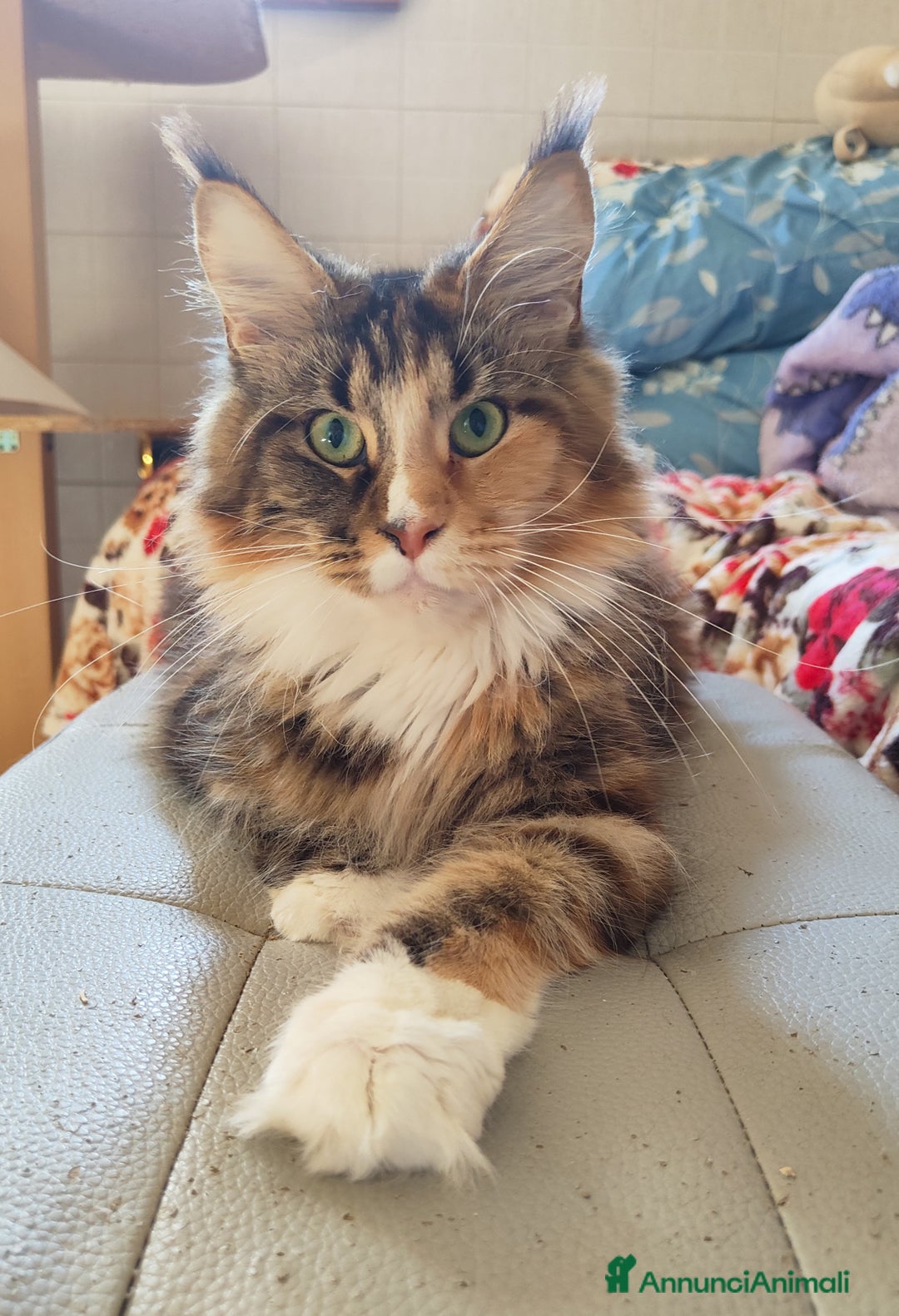 Maine Coon gatti in vendita: Cuccioli di Maine coon - Annuncio 5