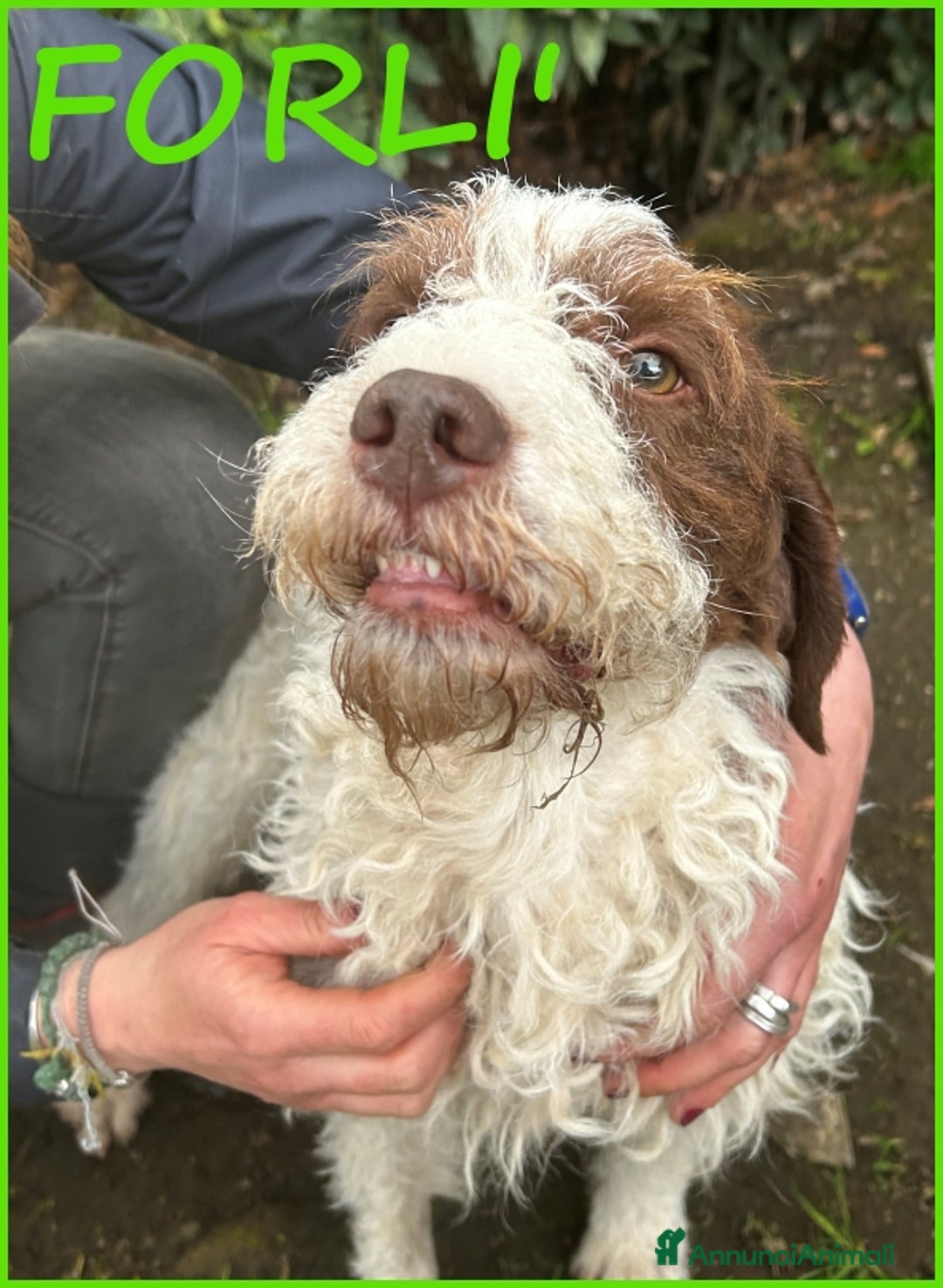 Lagotto cani in regalo: URGENTISSIMO! FORLI' GIOVANE CAGNOLINO CON UNA BRU a Città metropolitana di Milano - Immagine 1