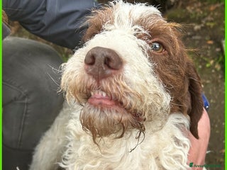 Lagotto cani URGENTISSIMO! FORLI' GIOVANE CAGNOLINO CON UNA BRU a Città metropolitana di Milano - Annuncio 4