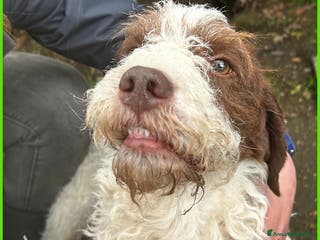 Lagotto cani URGENTISSIMO! FORLI' GIOVANE CAGNOLINO CON UNA BRU a Città metropolitana di Milano - Annuncio 2