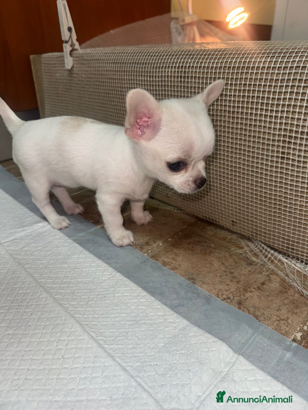 Chihuahua cani in vendita: Cucciole di chihuahua - Annuncio 12