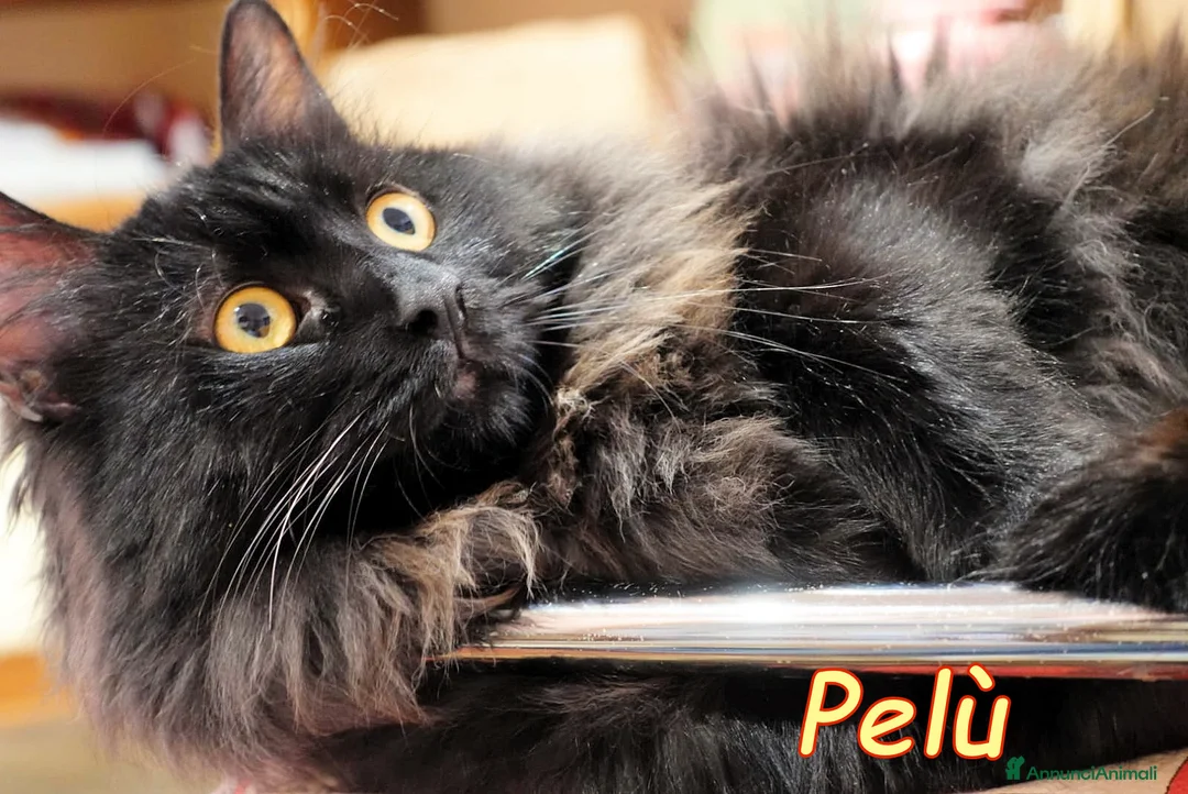 Europeo gatti in regalo: PELU   SIMIL MAINCOON E LA BELLA PAMY - Annuncio 2