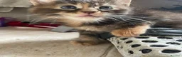 Maine Coon gatti in vendita: MAINE COON SHADED PREGIATI cuccioli  - Annuncio 15
