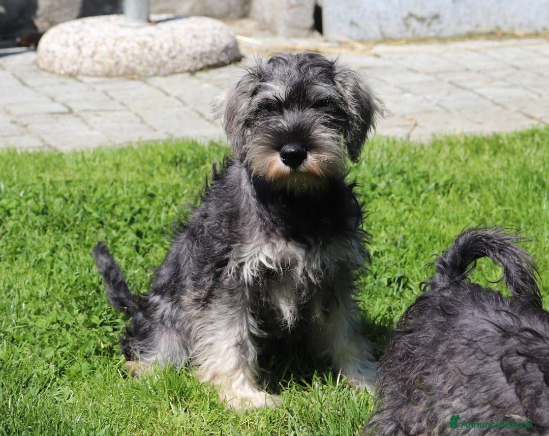 Mini Schnauzer cani in vendita: Cucciolo di Schnauzer Nano  a Provincia di Cuneo - Immagine 4