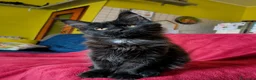 Maine Coon gatti in vendita: Meravigliose sorelline Maine Coon disponibili - Annuncio 6