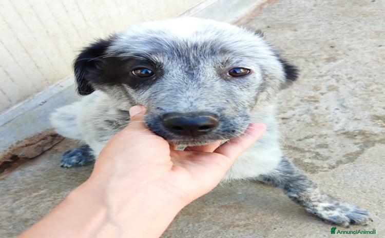 Meticcio cani a Provincia di Varese - Annuncio 9