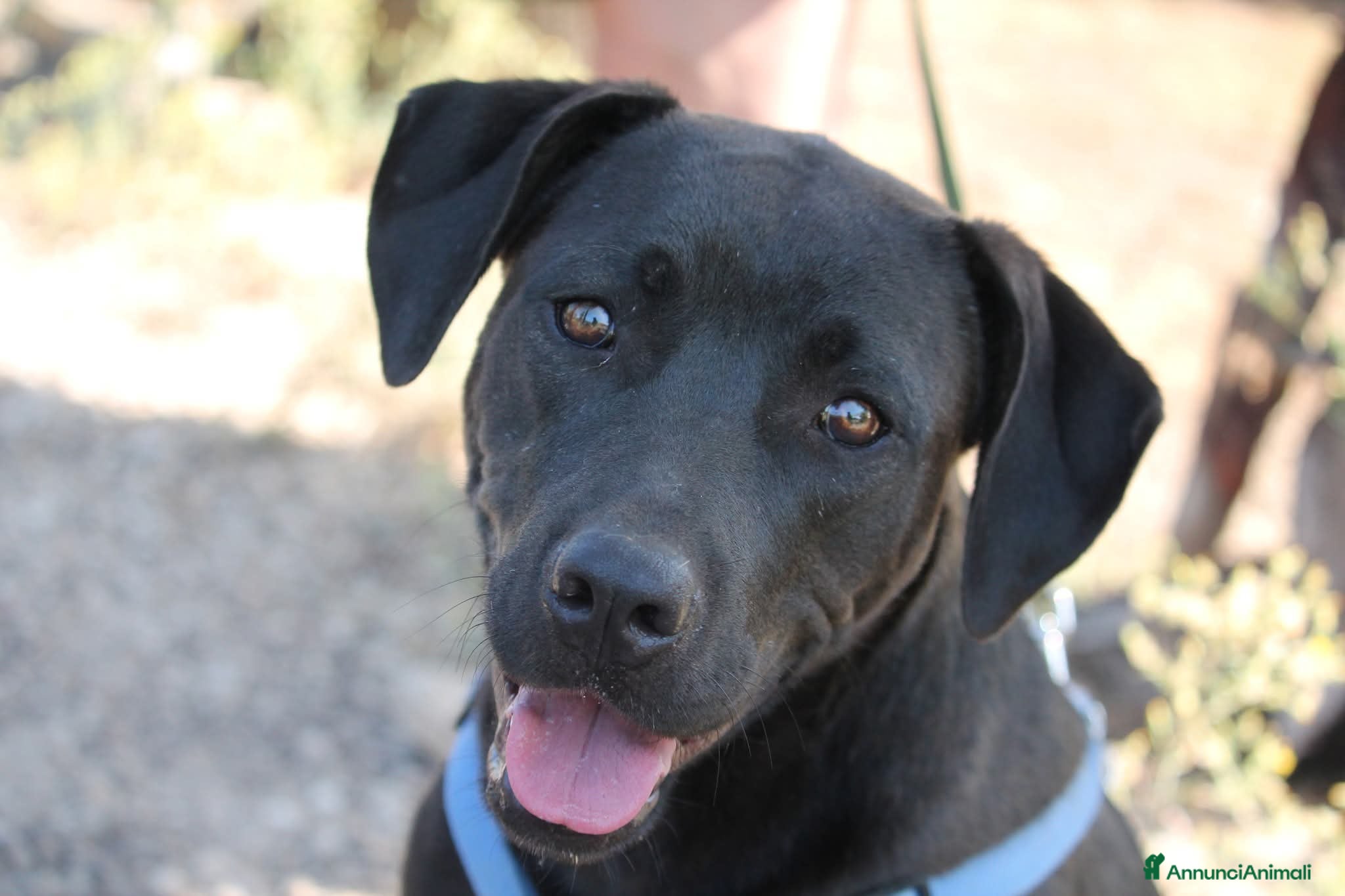 Meticcio cani KYLA- Incrocio Pitbull/Labrador  - Annuncio 1