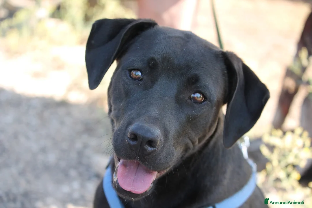 Meticcio cani in regalo: KYLA- Incrocio Pitbull/Labrador  - Annuncio 1