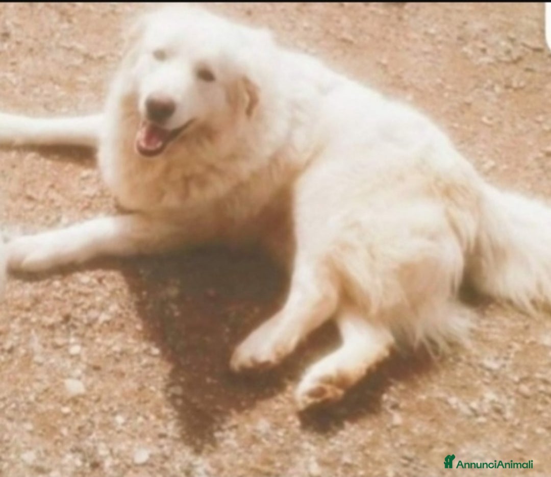 Pastore Maremmano cani in regalo: Maremmano giovane vive in piccolo spazio.CALABRIA a Città metropolitana di Milano - Annuncio 4