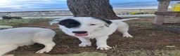 Meticcio cani in regalo: BRIE 🩷 MA DAVVERO NESSUNO MI VUOLE? 🥺 a Provincia di Modena - Annuncio 14