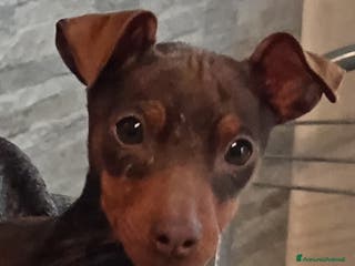 Pinscher Miniatura cani Cucciolo di Pinscher bicolore focato - Annuncio 4