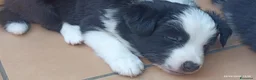 Border Collie cani in vendita: Border Colli con pedigree vendiamo - Annuncio 2