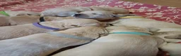 Golden Retriever cani in vendita: Cuccioli stupendi di golden retriever - Annuncio 7