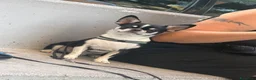 Chihuahua cani per accoppiamento: Chihuahua per monta - Annuncio 2