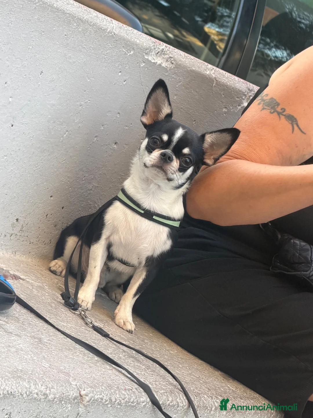 Chihuahua cani per accoppiamento: Chihuahua per monta - Annuncio 2