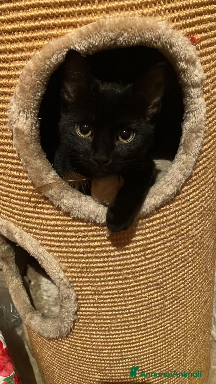 Meticcio gatti MESSA PERENNEMENTE SUL BALCONE CON QUESTO FREDDO!! - Annuncio 7