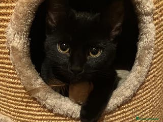 Meticcio gatti MESSA PERENNEMENTE SUL BALCONE CON QUESTO FREDDO!! - Annuncio 2