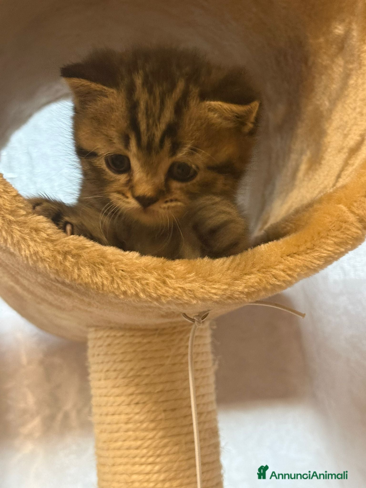 British gatti in vendita: British shorthair  - Annuncio 6