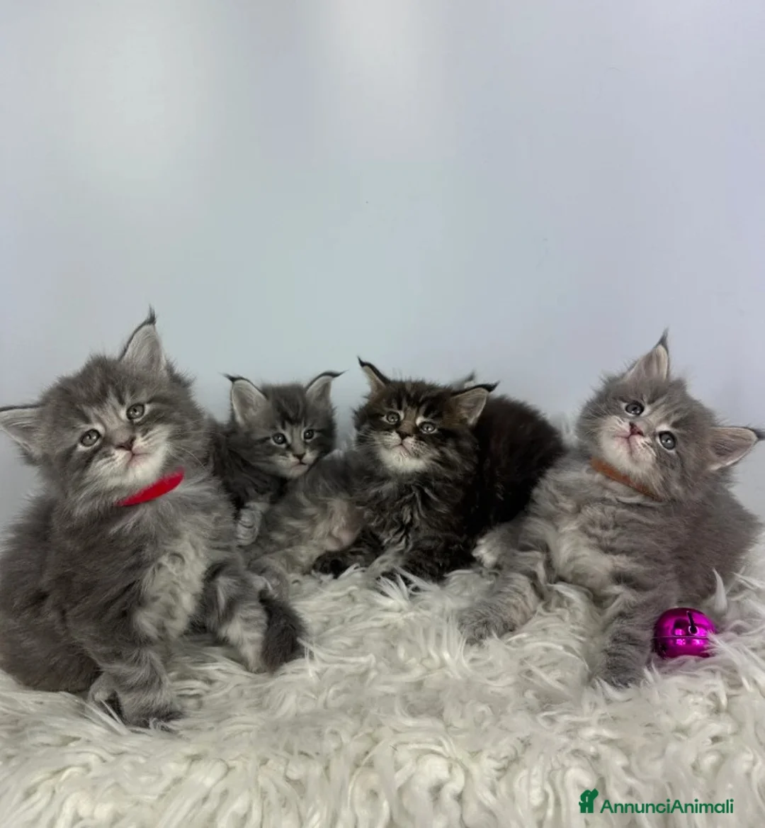 Maine Coon gatti in vendita: 6 splendidi gattini Maine Coon di razza pura - Annuncio 2