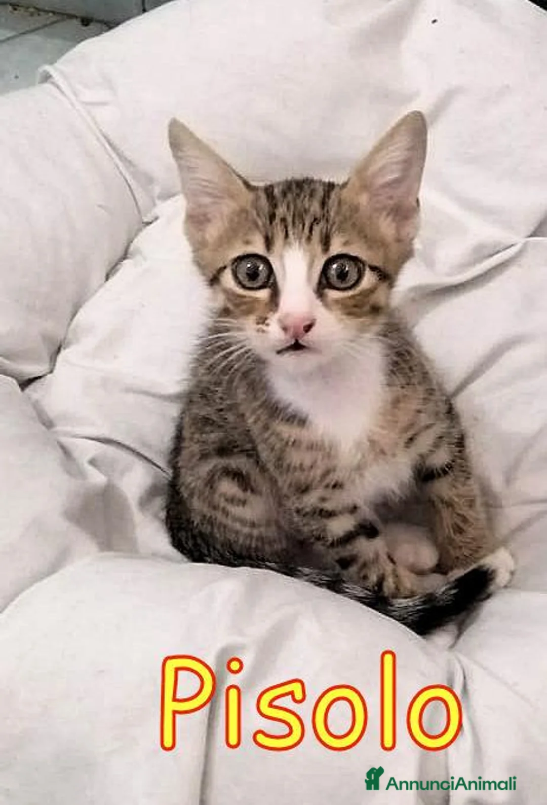 Europeo gatti in regalo: MAMMOLO E PISOLO DOLCISSIMI GATTINI - Annuncio 7