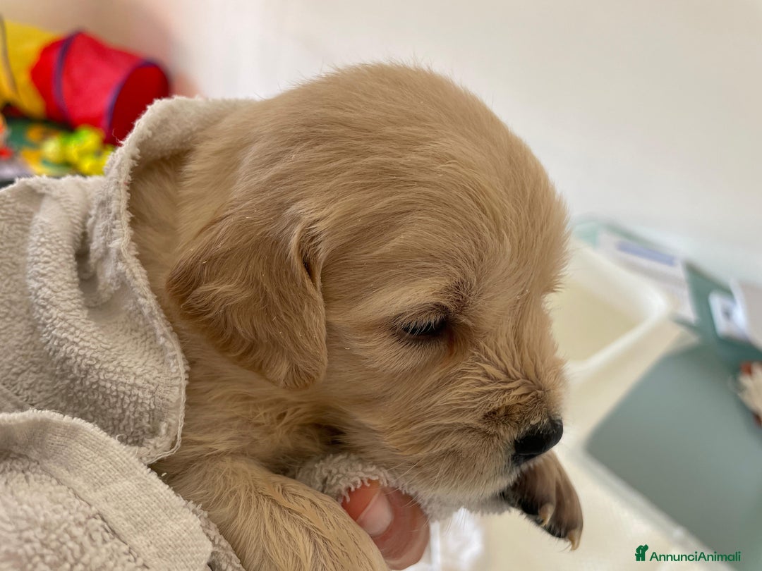 Golden Retriever cani in vendita: GOLDEN RETRIEVER  - Annuncio 5