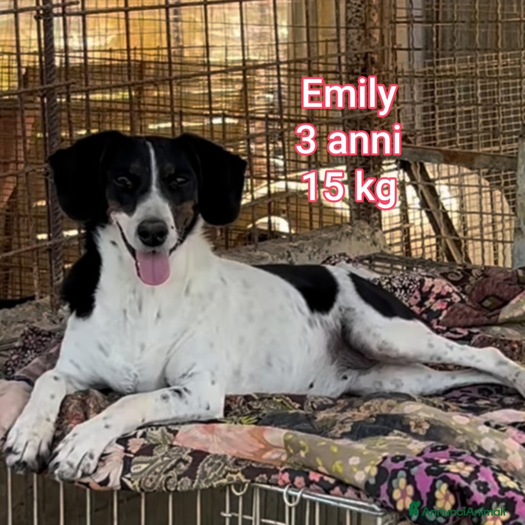 Meticcio cani in regalo: CANI DI TAGLIA PICCOLA E CONTENUTA  - Annuncio 7