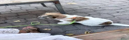 Jack Russell cani in vendita: Maschio pelo ruvido  - Annuncio 4