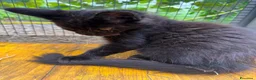 Maine Coon gatti in vendita: Cucciolo black smoke di maine coon (Tequila) - Annuncio 25
