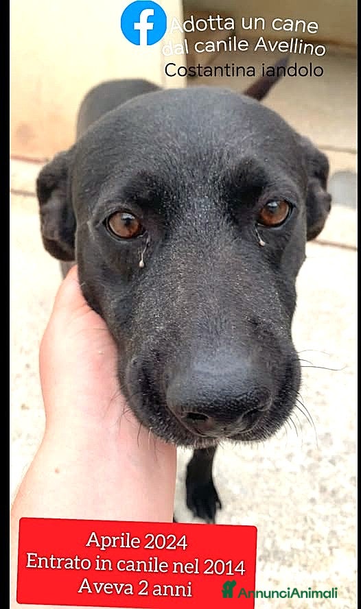 Meticcio cani ADOZ.DEL💔:12 anni di prigione! Morirà lì dentro?! - Annuncio 1