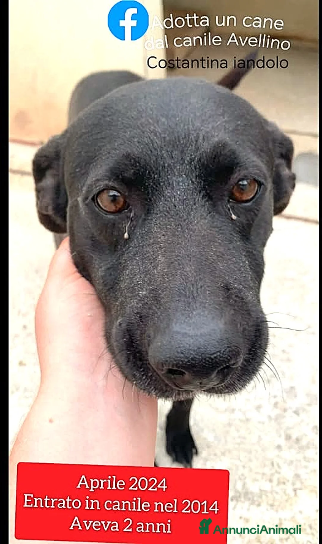 Meticcio cani in regalo: ADOZ.DEL💔:12 anni di prigione! Morirà lì dentro?! a Provincia di Monza e della Brianza - Annuncio 1