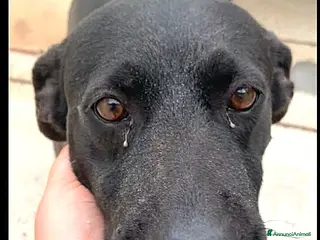 Meticcio cani ADOZ.DEL💔:12 anni di prigione! Morirà lì dentro?! - Annuncio 1