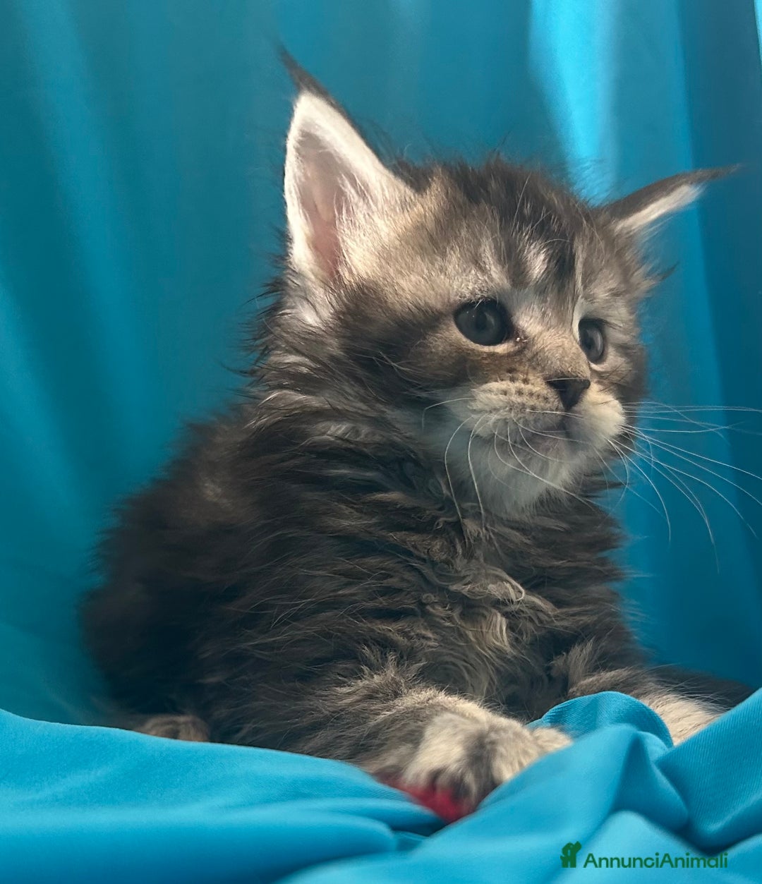 Maine Coon gatti in vendita: Maine coon con pedigree  - Annuncio 4