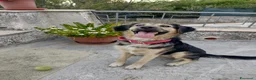 Pastore Tedesco cani in regalo: Ciao a tutti da Remì!Splendido Simil pastore (CT) - Annuncio 7