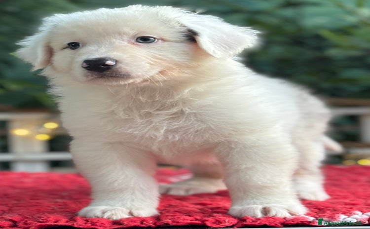 Australian Shepherd cani a Provincia di Vicenza - Annuncio 4