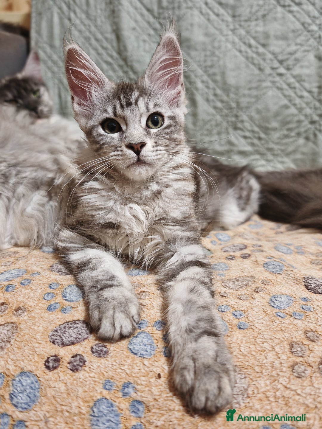Maine Coon gatti in vendita: Maine coon con pedigree - Annuncio 4