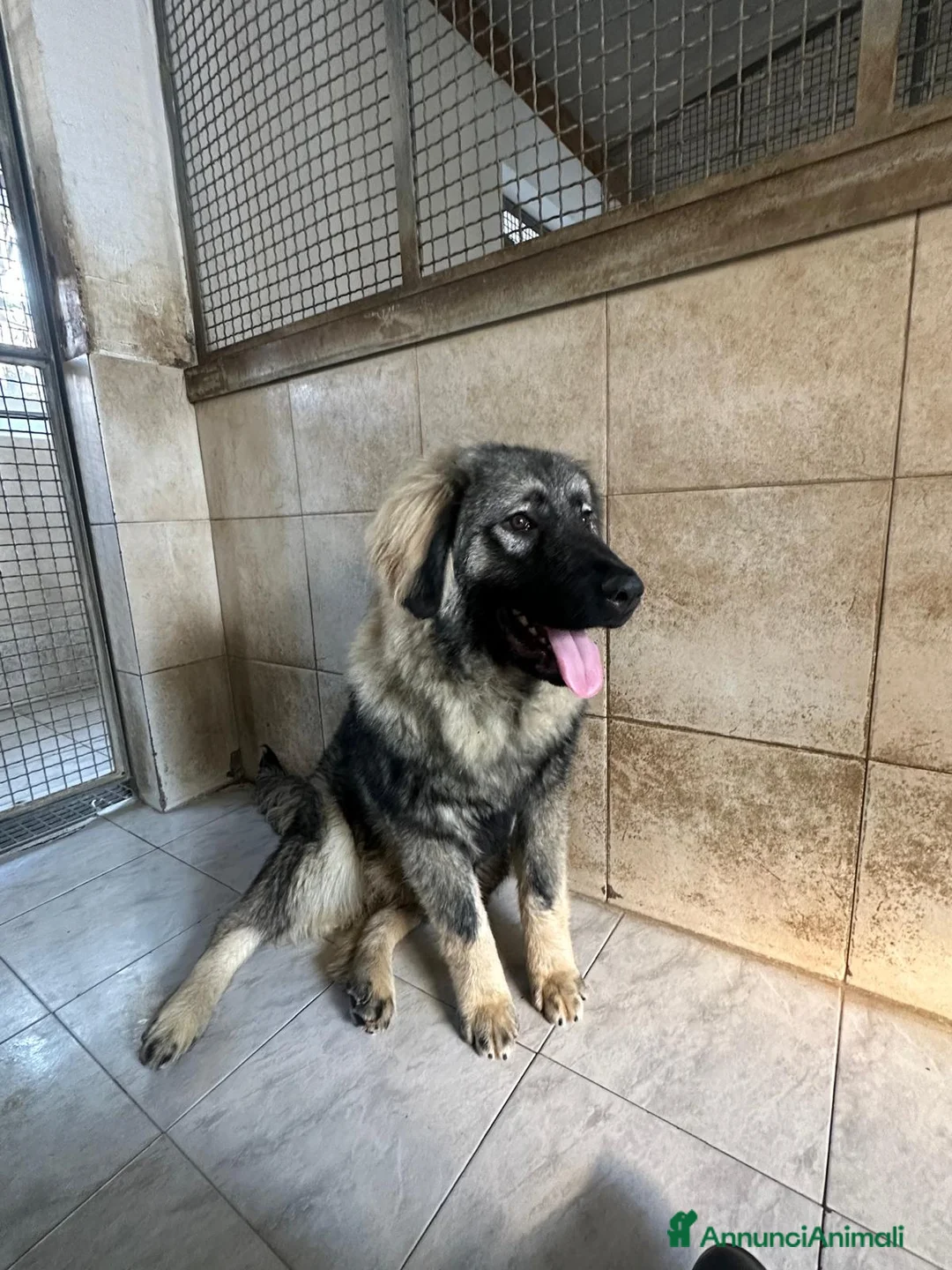 Pastore del Caucaso cani in regalo: VIENNA CUCCIOLA PASTORE DEL CAUCASO - Annuncio 4