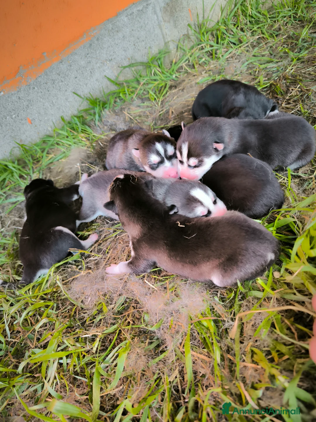 Husky cani in vendita: Siberian Husky cuccioli con pedigree - Annuncio 8