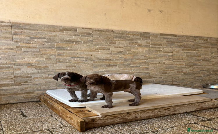 Bracco cani a Provincia di Barletta-Andria-Trani - Annuncio 1