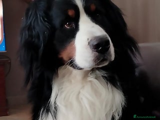 Bovaro del Bernese cani ARON - Annuncio 38