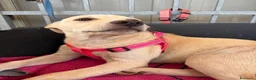 Meticcio cani in regalo: 🐾 CERCASI CASA PER LA VITA! 🐾 - Annuncio 2