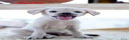 Labrador cani in regalo: Lucio dolce e delicato cucciolo in adozione - Annuncio 4