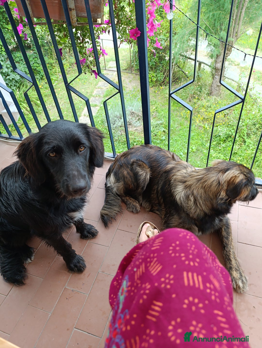 Border Collie cani in regalo: nuova casa felice per Alundra - Annuncio 9